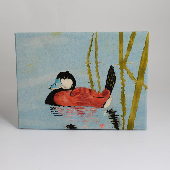 Ruddy Duck