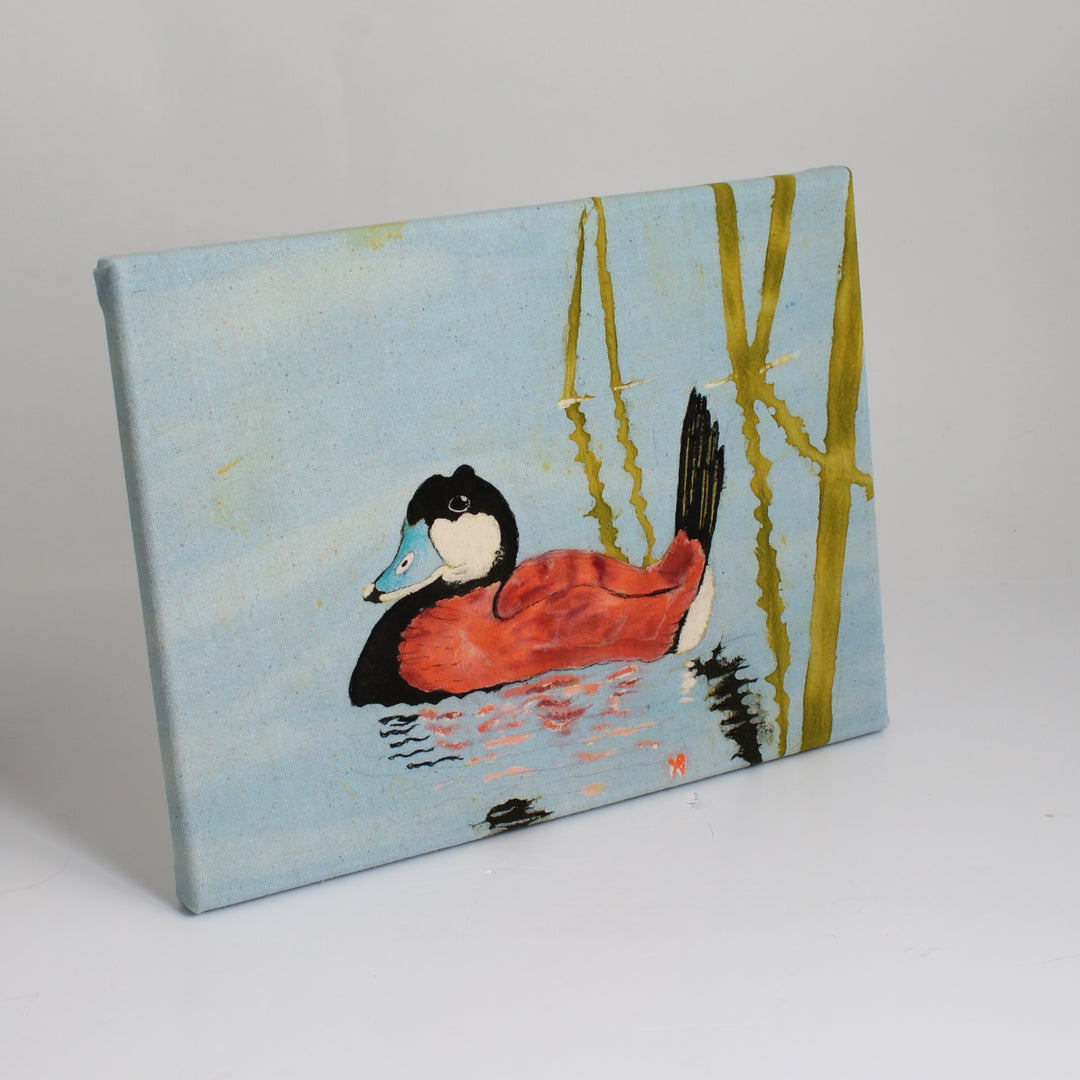 Ruddy Duck