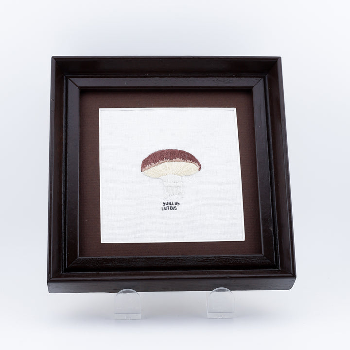 Mushroom, Suillus Luteus