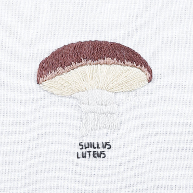 Mushroom, Suillus Luteus