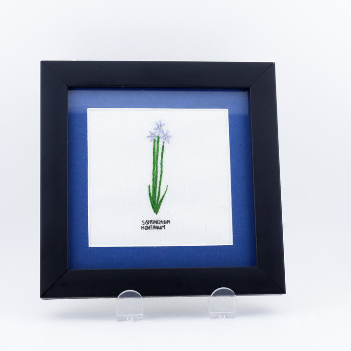 Flower, Sisyrinchium Montanum