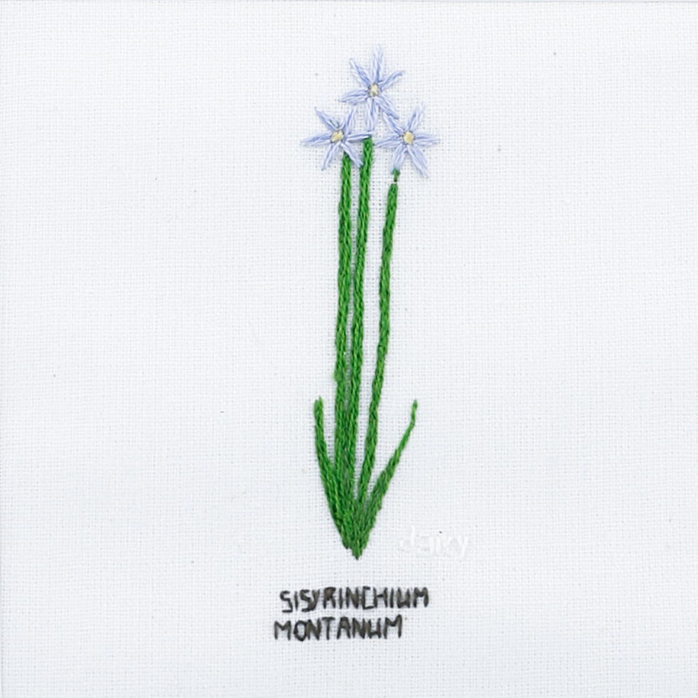 Flower, Sisyrinchium Montanum