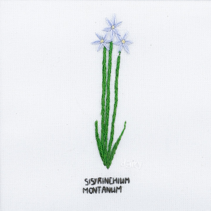 Flower, Sisyrinchium Montanum