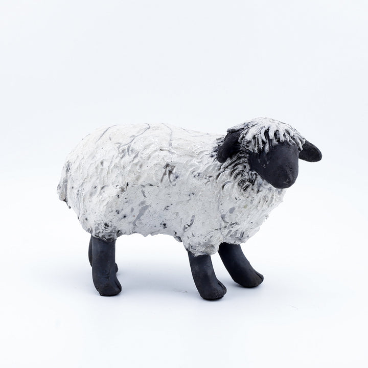 Sheep, Lying Down