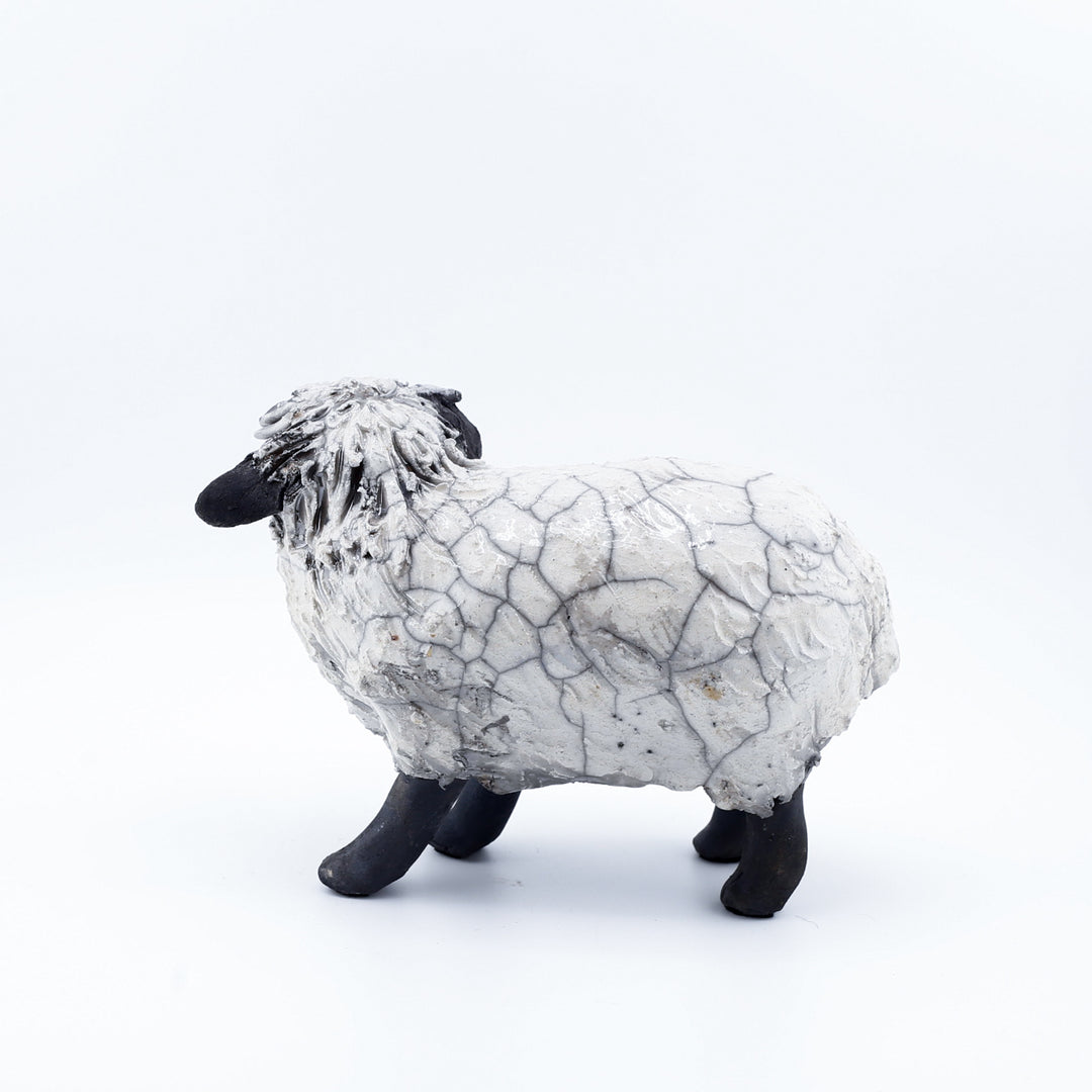 Sheep, Lying Down