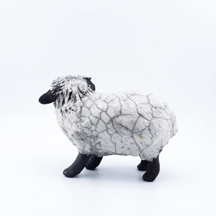 Sheep, Lying Down