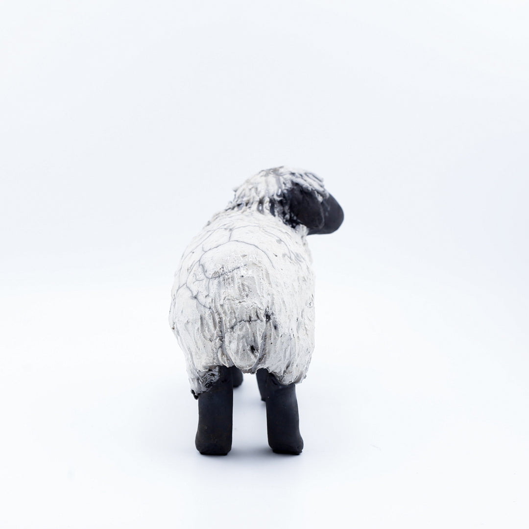 Sheep, Lying Down