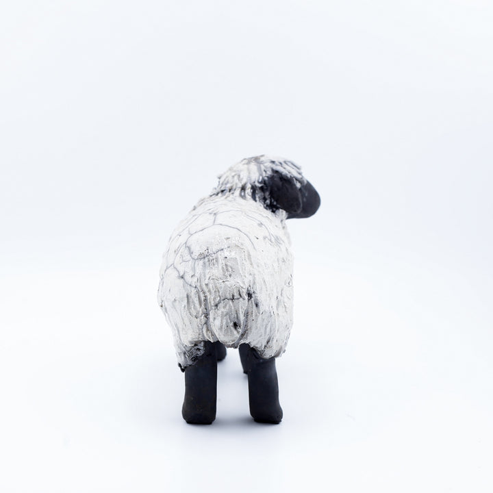 Sheep, Lying Down