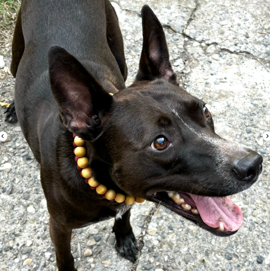 Beaded Collar - 20" - Small beads - Multi color